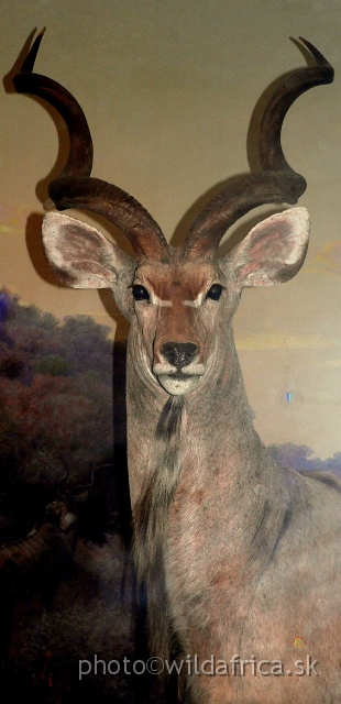 Picture 111.jpg - Detail of Greater Kudu male.